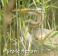 birdwatching trip spain aig&uuml;amolls purple heron photo